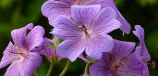 Himalájai gólyaorr (<i>Geranium himalayense</i>)