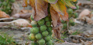 Bimbós kel (<i>Brassica oleracea var. gemmifera</i>)