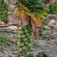 Bimbós kel (<i>Brassica oleracea var. gemmifera</i>)