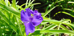 Kerti tradeszkancia (<i>Tradescantia andersoniana hibridek</i>)
