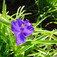 Kerti tradeszkancia (<i>Tradescantia andersoniana hibridek</i>)