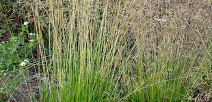 Gyepes sédbúza (<i>Deschampsia caespitosa</i>)