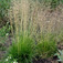 Gyepes sédbúza (<i>Deschampsia caespitosa</i>)