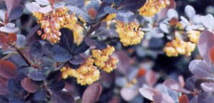 Vérborbolya (<i>Berberis x ottawensis</i> 'Superba')