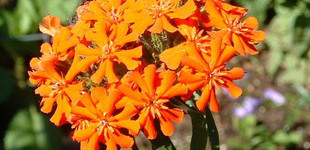 Égőszerelem (<i>Lychnis sp.</i> 'Chalcedonica')