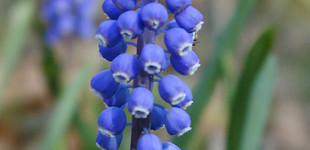 Epergyöngyike (<i>Muscari botryoides</i>)