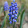 Epergyöngyike (<i>Muscari botryoides</i>)