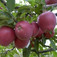 'Wellspur Delicious' alma (<i>Malus domestica</i> ''Wellspur Delicious'')