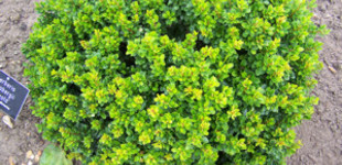 Japán törpeborbolya (<i>Berberis thunbergii</i> 'Kobold')