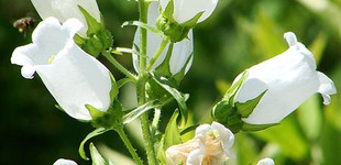 Bögrevirág (<i>Campanula medium</i>)