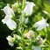 Csupros harangvirág (<i>Campanula medium</i>)