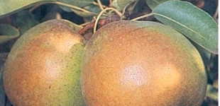 Serres Olivér körte (<i>Pyrus communis</i> ''Olivier de Serres'')