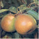 Serres Olivér körte (<i>Pyrus communis</i> ''Olivier de Serres'')