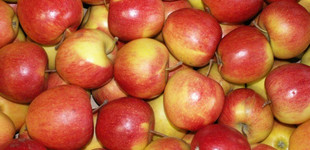 'Jonica' vagy 'Jonagold Schneika' alma (<i>Malus domestica</i> ''Jonica', 'Jonagold Schneika'')