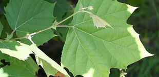 Nyugati platán (<i>Platanus occidentalis</i>)