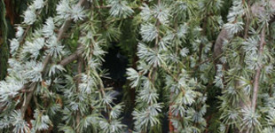 Kék atlaszcédrus (<i>Cedrus atlantica</i> 'Glauca')