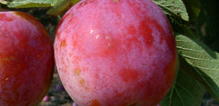 Sermina (<i>Prunus subgenus Prunus</i> ''Sermina'')