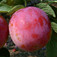 Sermina (<i>Prunus subgenus Prunus</i> ''Sermina'')