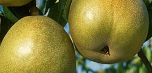 Téli esperes körte (<i>Pyrus communis</i> ''Téli esperes'')