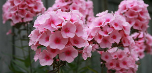 Flox (<i>Phlox paniculata</i>)