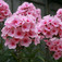 Bugás lángvirág (<i>Phlox paniculata</i>)
