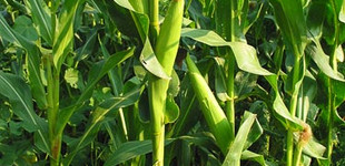 Kukorica (<i>Zea sp.</i>)