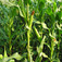 Kukorica (<i>Zea sp.</i>)