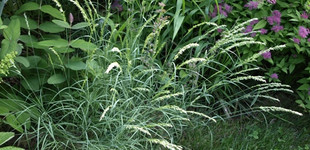 Gyöngyperje (<i>Melica</i>)