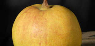 'Favrené asszony' körte (<i>Pyrus communis</i> ''Madame Favre'')