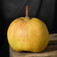 'Favrené asszony' körte (<i>Pyrus communis</i> ''Madame Favre'')