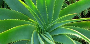 Nyugat-indiai aloé (<i>Aloe vera</i>)