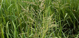 Harmatkása (<i>Glyceria maxima</i>)