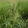 Harmatkása (<i>Glyceria maxima</i>)