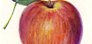 'Nemes sóvári' alma (<i>Malus domestica</i> ''Nemes sóvári'')