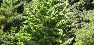 Törökmogyoró (<i>Corylus colurna</i>)