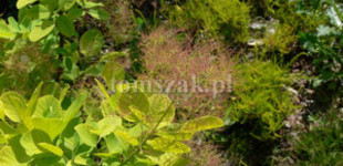 Aranylombú cserszömörce (<i>Cotinus coggygria</i> 'Kanari')