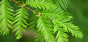 Szecsuáni mamutfenyő (<i>Metasequoia glyptostroboides</i>)