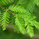 Szecsuáni mamutfenyő (<i>Metasequoia glyptostroboides</i>)