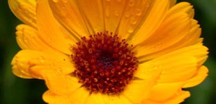 Körömvirág (<i>Calendula officinalis</i>)