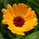 Körömvirág (<i>Calendula officinalis</i>)