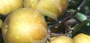 'Parker pepin' alma, 'Bőralma' (<i>Malus domestica</i> ''Parker's Pippin'')