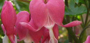 Nagy szívvirág (<i>Lamprocapnos spectabilis</i>)