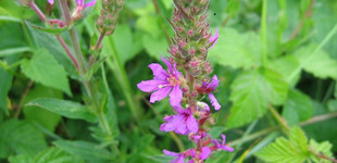 Réti füzény (<i>Lythrum salicaria</i>)
