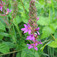 Réti füzény (<i>Lythrum salicaria</i>)
