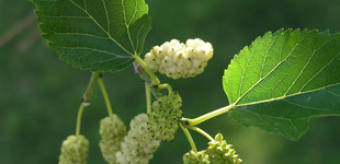 Fehér eperfa (<i>Morus alba</i>)