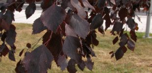 Vörös levelű nyír (<i>Betula pendula</i> 'Purpurea')