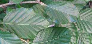 Vérbükk (<i>Fagus sylvatica</i> 'Atropurpurea')