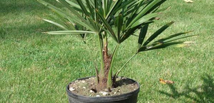 Kenderpálma (<i>Trachycarpus sp</i>)