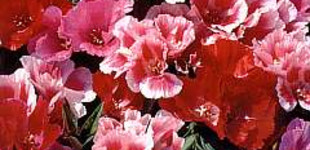 Élénkszínű klárika (<i>Godetia  amoena</i> 'grandiflora')