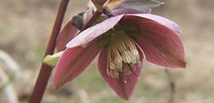 Pirosló hunyor (<i>Helleborus purpurescens</i>)